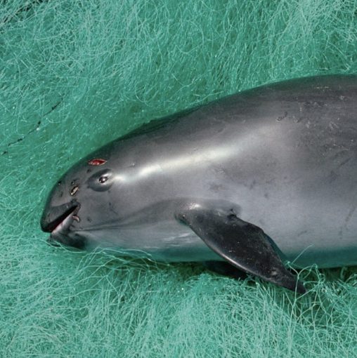 SAVING THE VAQUITA